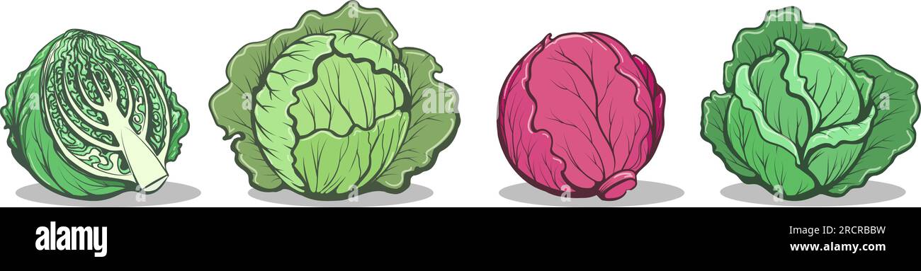 Verdure di cavolo fresche Illustrazione Vettoriale