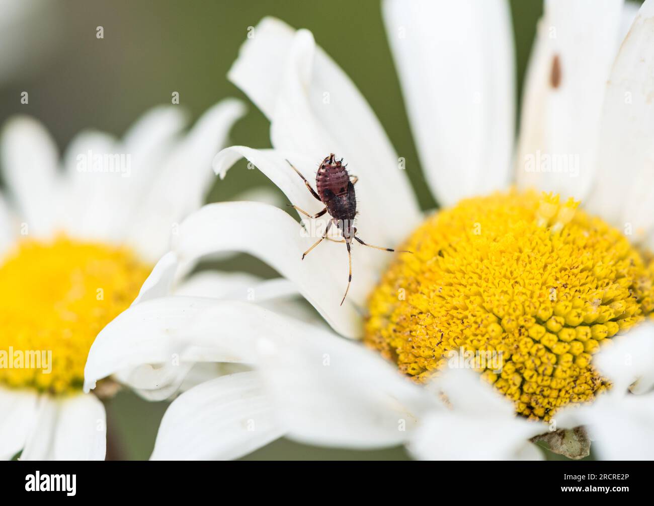 Nymph della pianta Red-Spotted bug (Deraeocoris ruber) su una Ox-eyed Daisy Foto Stock