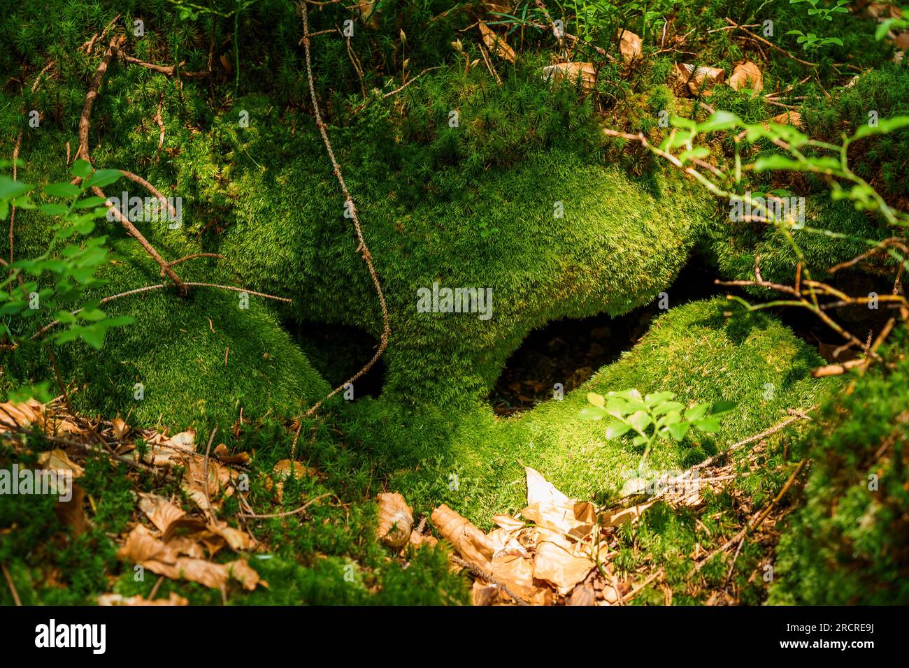 Paesaggio montano. Muschio nella foresta di montagna Foto Stock