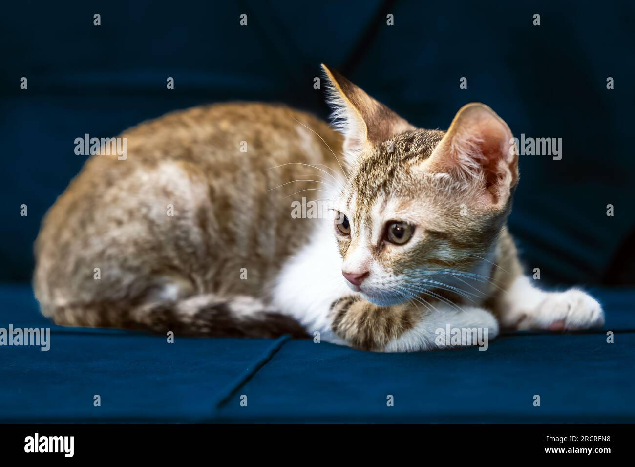 I gatti non sono solo adorabili e coccolati, ma anche animali intelligenti e complessi che si sono evoluti nel corso di migliaia di anni. Foto Stock