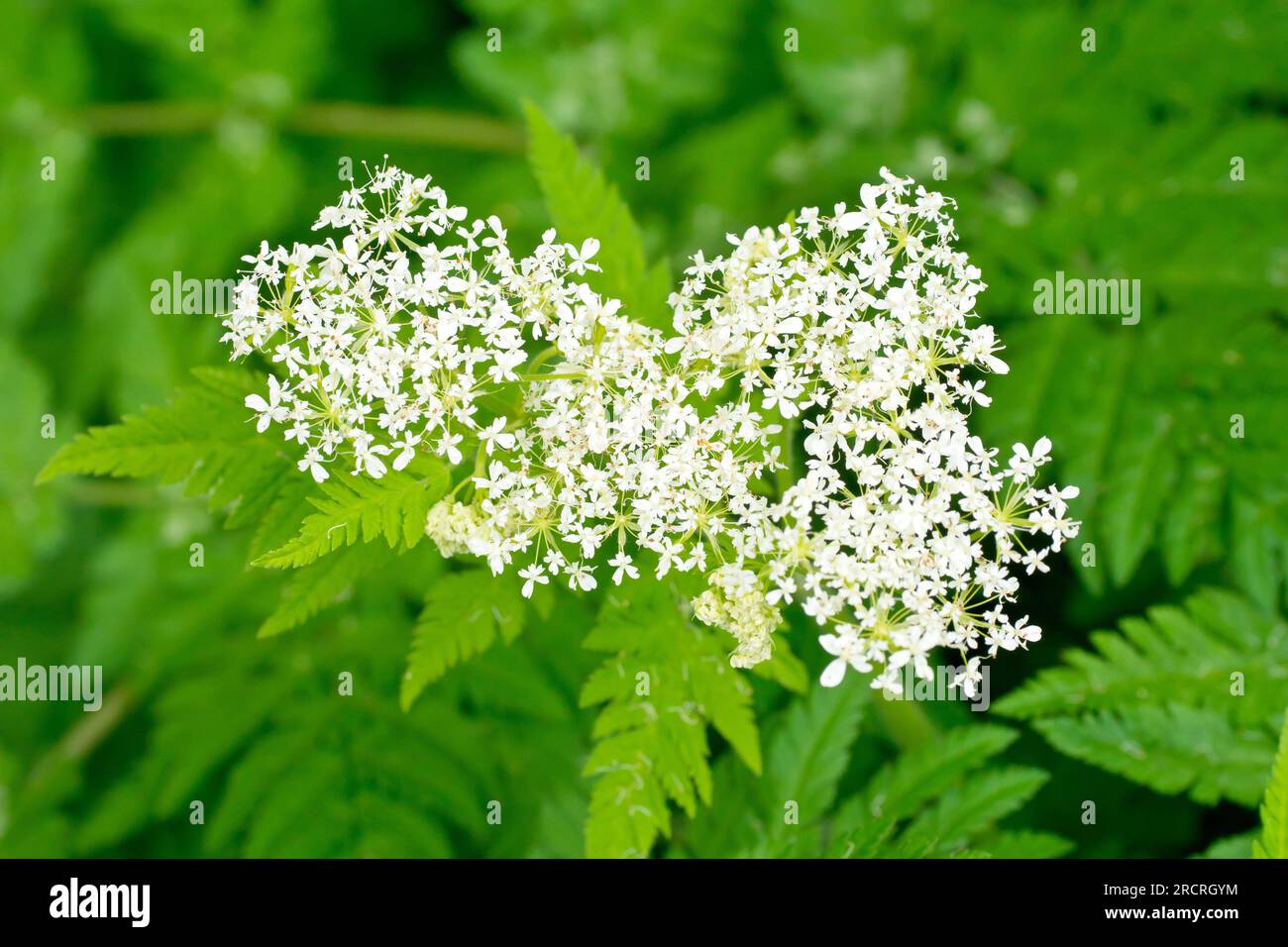 Dolce Cicely (mirra odorata), primo piano che mostra i piccoli fiori bianchi della pianta dal profumo pungente, comune nei boschi e nei prati. Foto Stock