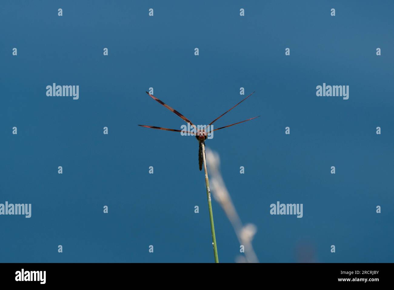 Vista frontale di una bellissima libellula arancia e marrone di Halloween arroccata su un gambo verde che cresce sulla riva di uno stagno blu. Foto Stock