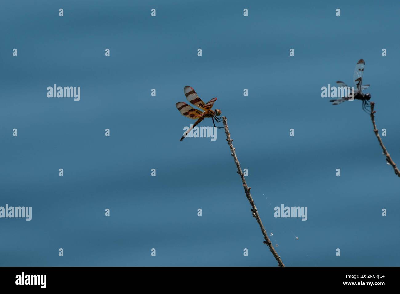 Una libellula Pennant di Halloween arroccata su un bastone vicino a uno stagno con una libellula Pennant striata aggrappata a un altro bastone sullo sfondo. Foto Stock