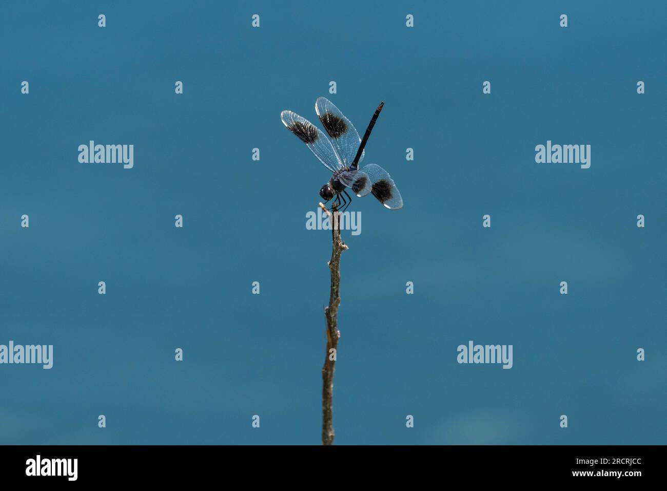 Una libellula Pennant a quattro macchie arroccata sulla sommità di un bastone con l'acqua blu di uno stagno sullo sfondo e la sua coda che si infila dritto verso l'alto Foto Stock