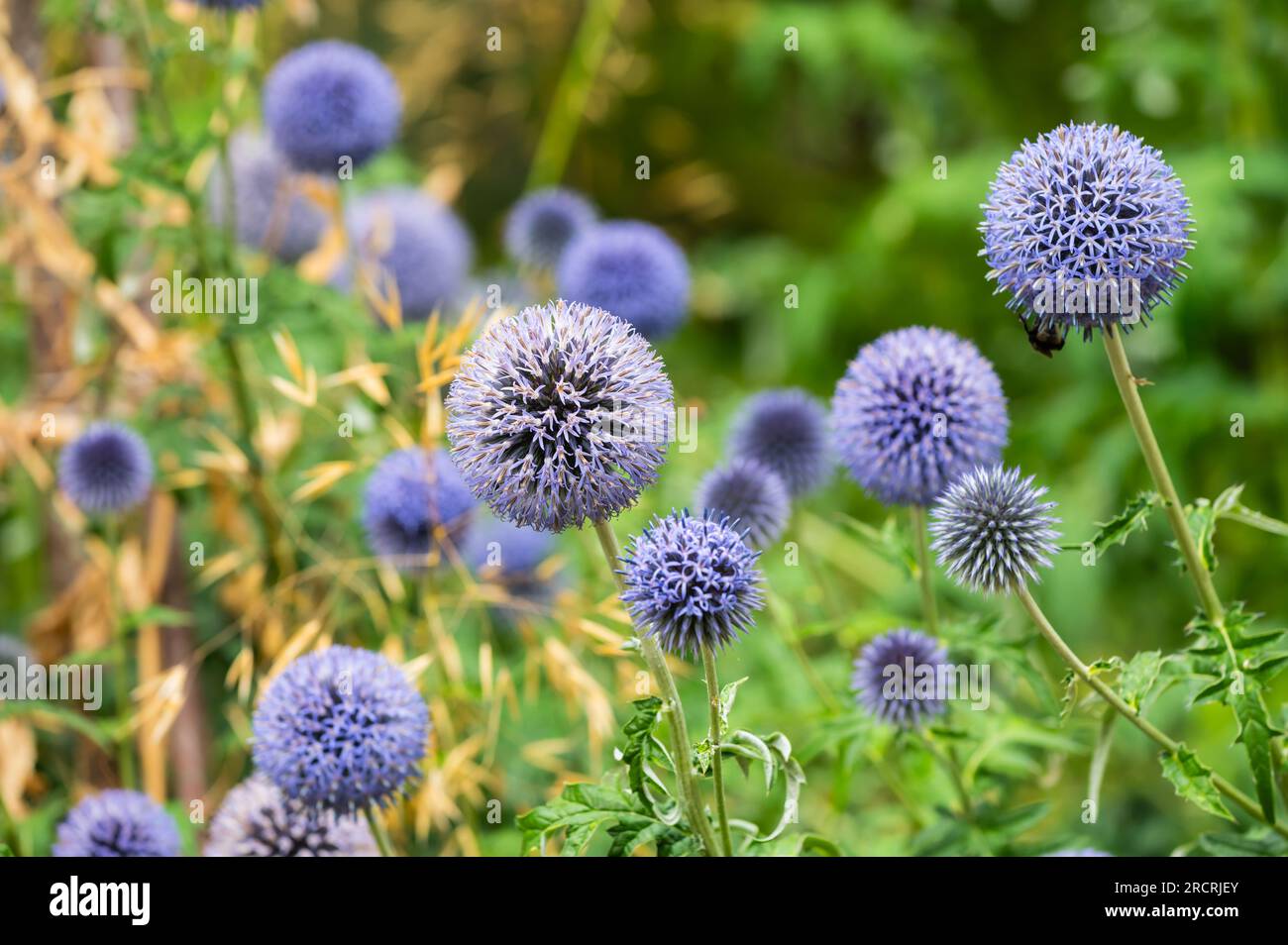 Stabilimento Globe Thistle (Echinops) in estate nel Regno Unito. Globe Thistles. Foto Stock