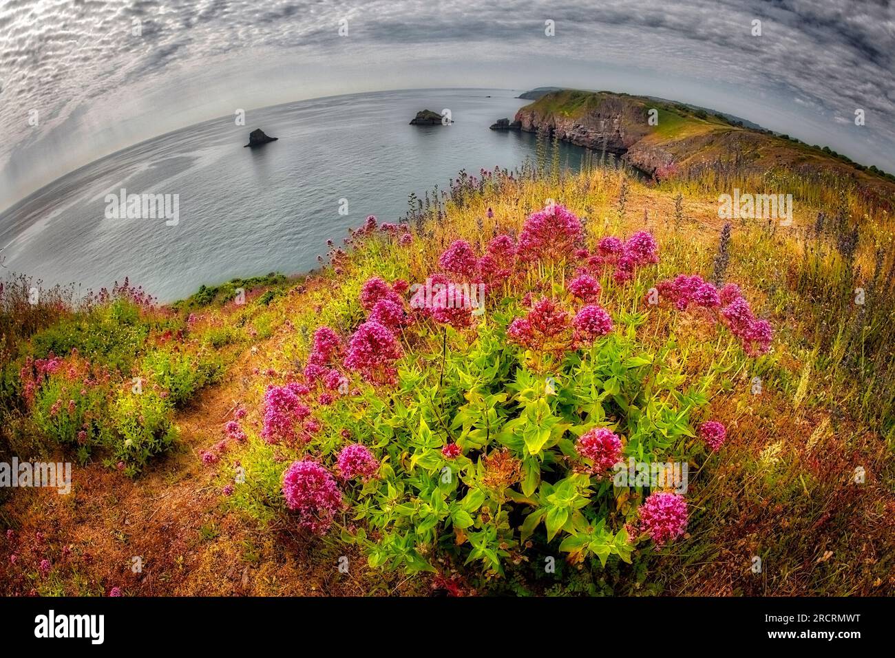 GB - DEVON: Vista da Berry Head vicino a Brixham con fiori di Valeriana rossi selvatici in fiore Foto Stock
