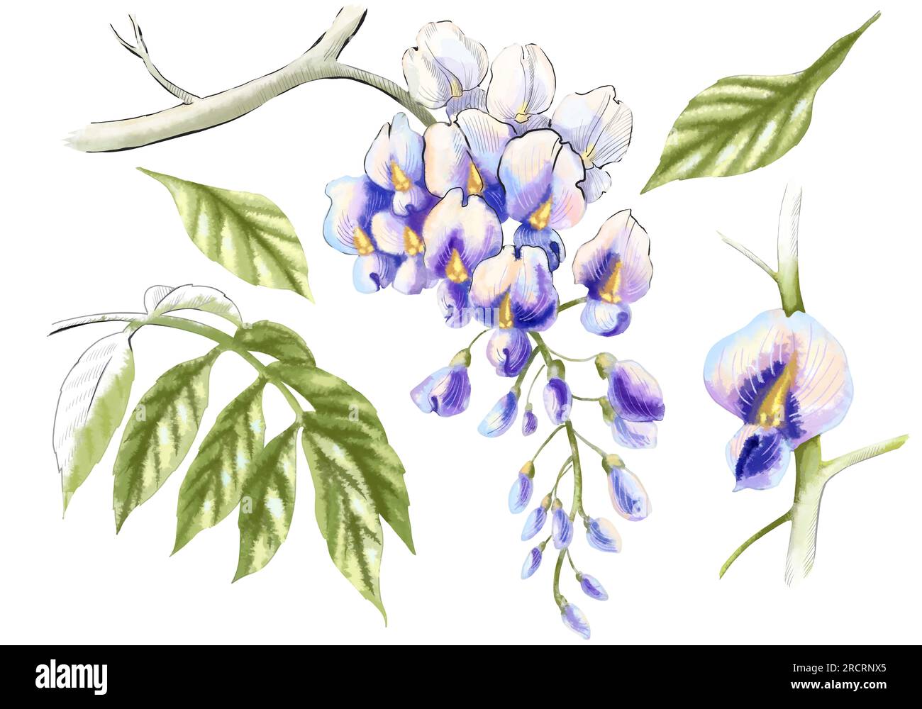 Fiore di Wisteria su sfondo bianco. Ha aperto fiori, gemme e foglie con una tecnica ad acquerello chiaro con l'aggiunta di grafica. Colori bianco e viola. Elementi separati per la decorazione. Illustrazione di alta qualità Foto Stock