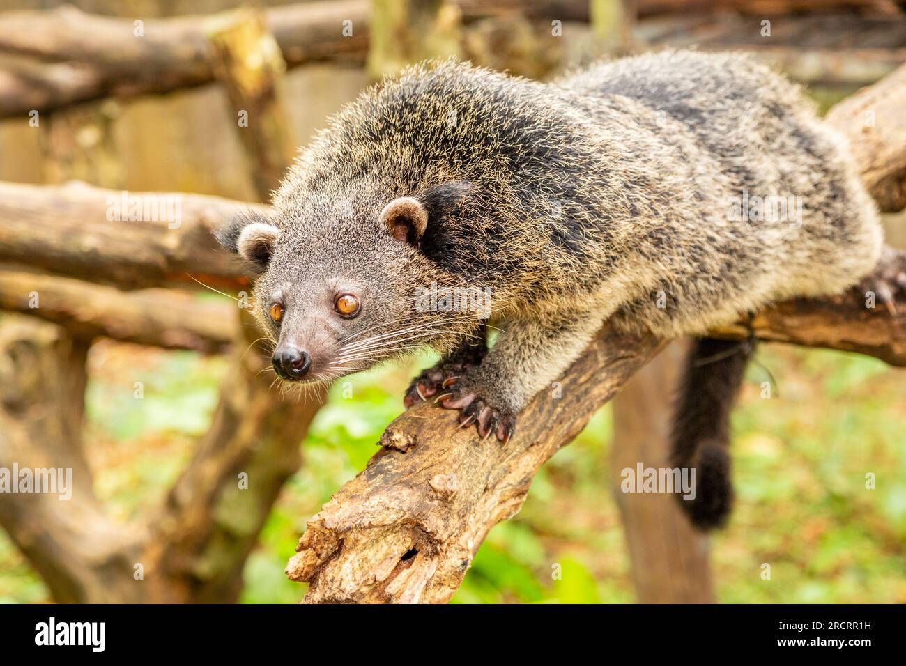 Binturong o philipino bearcat pronto per l'attacco, Palawan, Filippine Foto Stock
