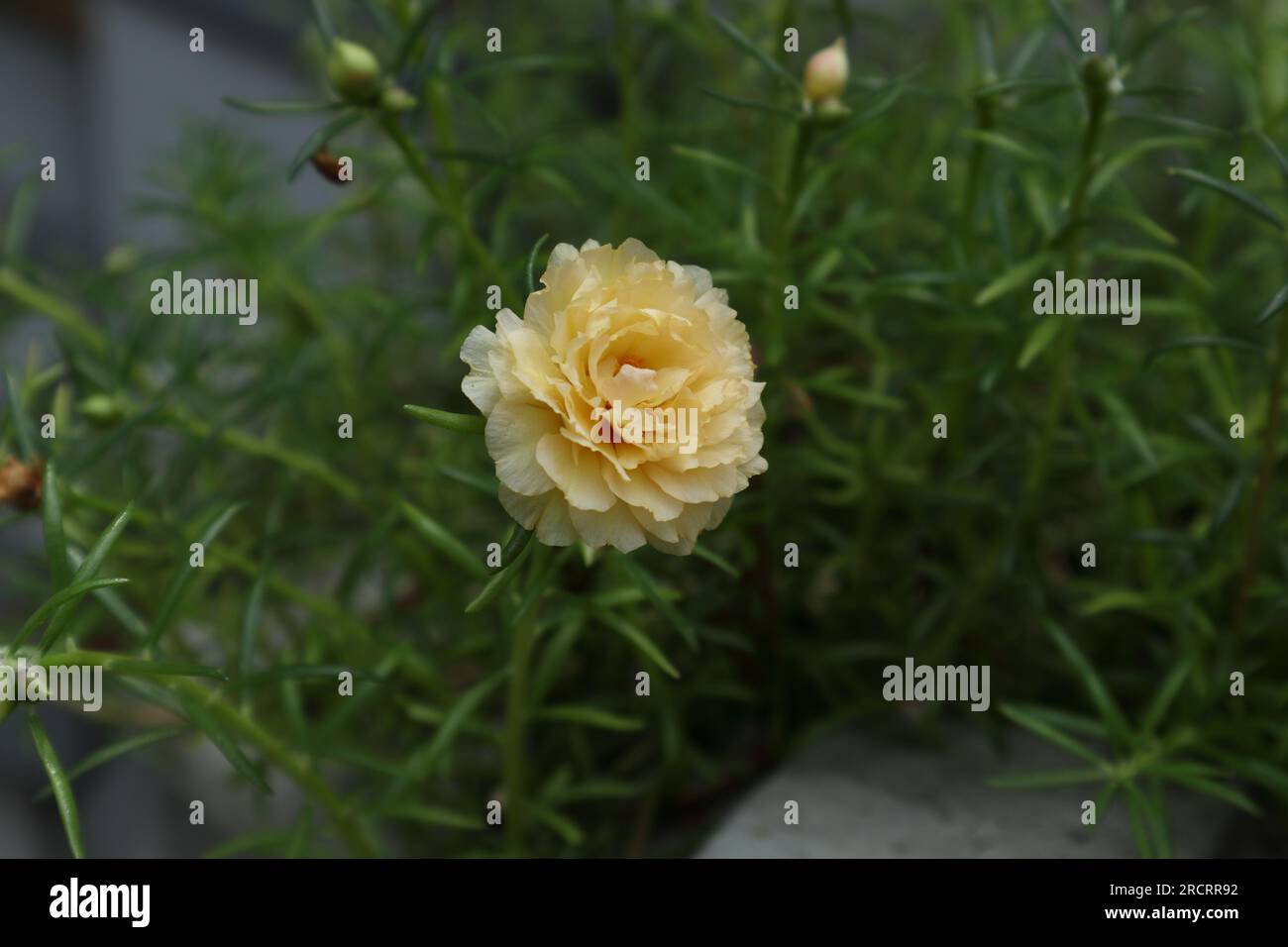 Vista ravvicinata di un colore giallastro chiaro fiore di rosa del muschio (Portulaca Grandiflora), il fiore è fiorito in una pianta in vaso Foto Stock