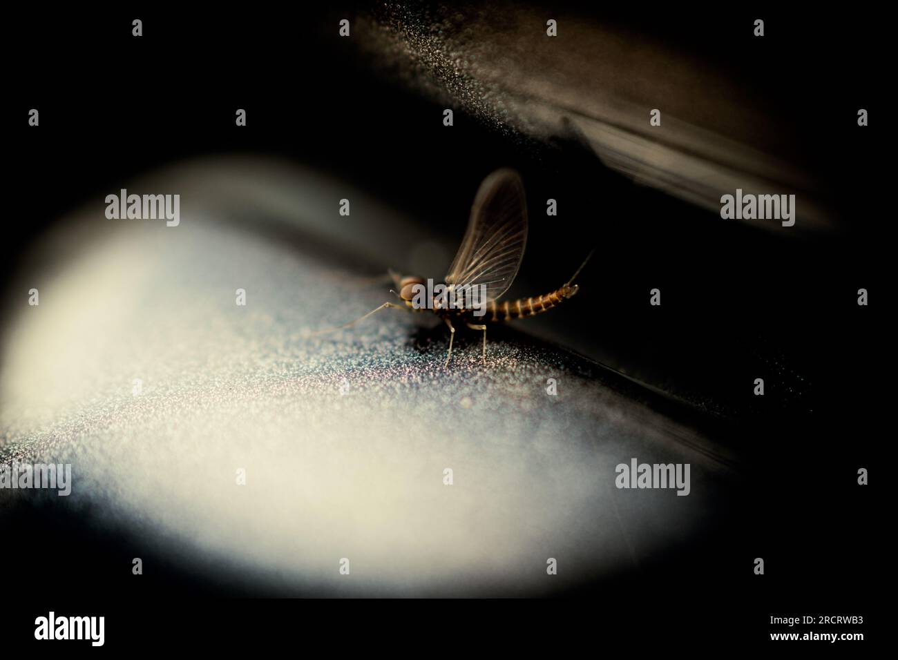 Foto HD di zanzara con sfondo spettacolare Foto Stock