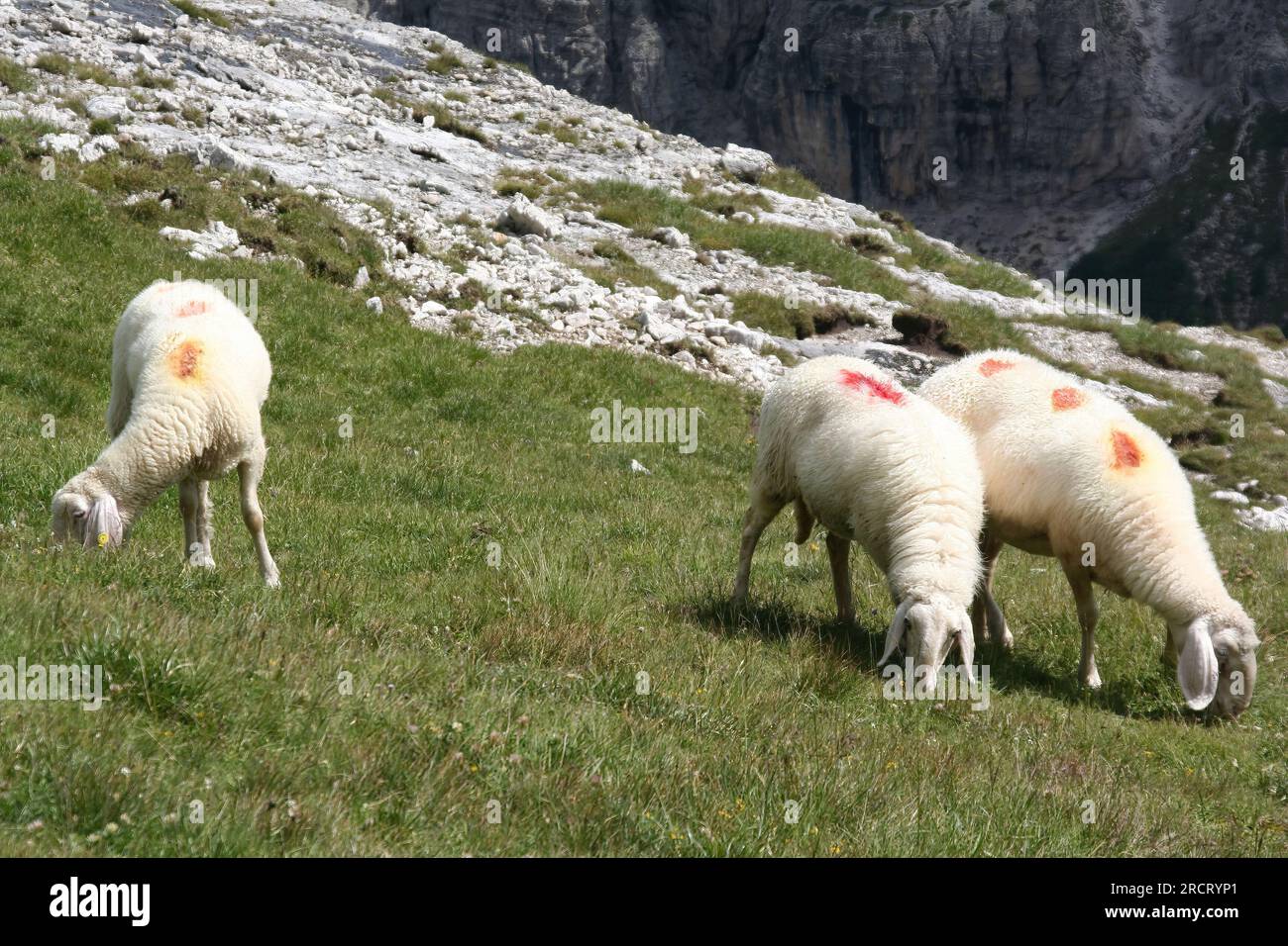 Foto di pecore in montagna e paesaggi delle Dolomiti italiane Foto Stock