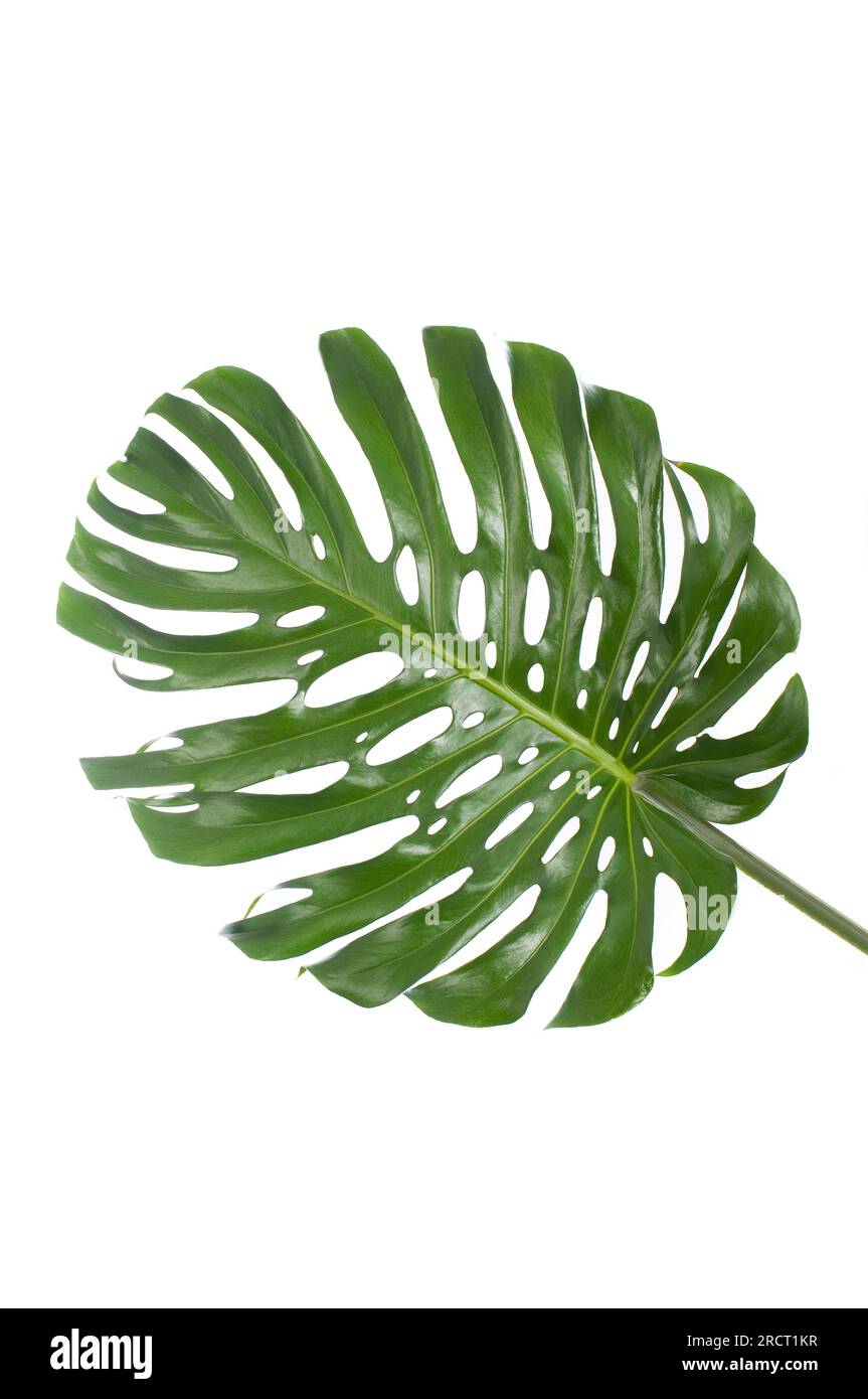 foglia di una grande monstera su sfondo bianco Foto Stock