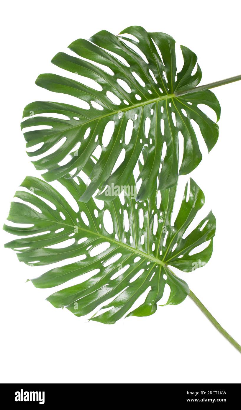 foglia di una grande monstera su sfondo bianco Foto Stock