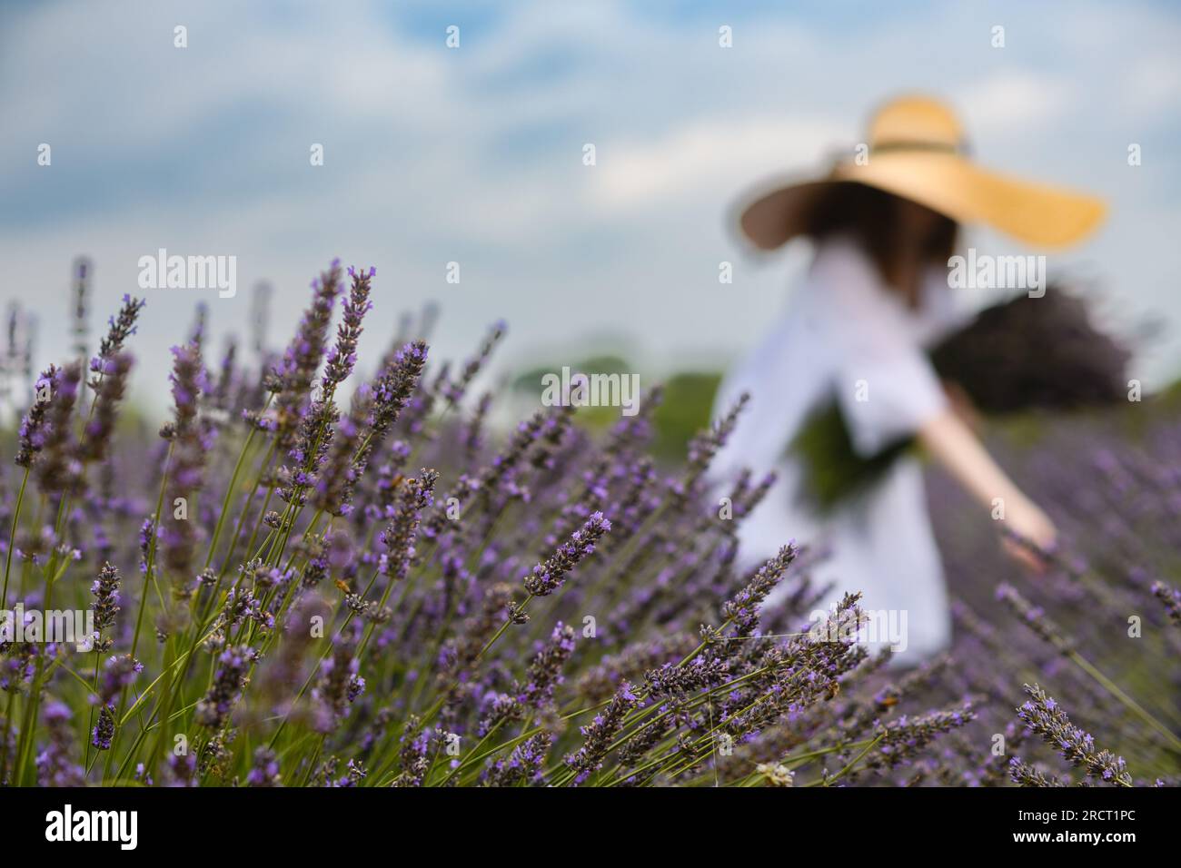 Ragazza con un abito bianco e un bouquet di lavanda fresca su un campo di lavanda. Messa a fuoco in primo piano. Foto Stock