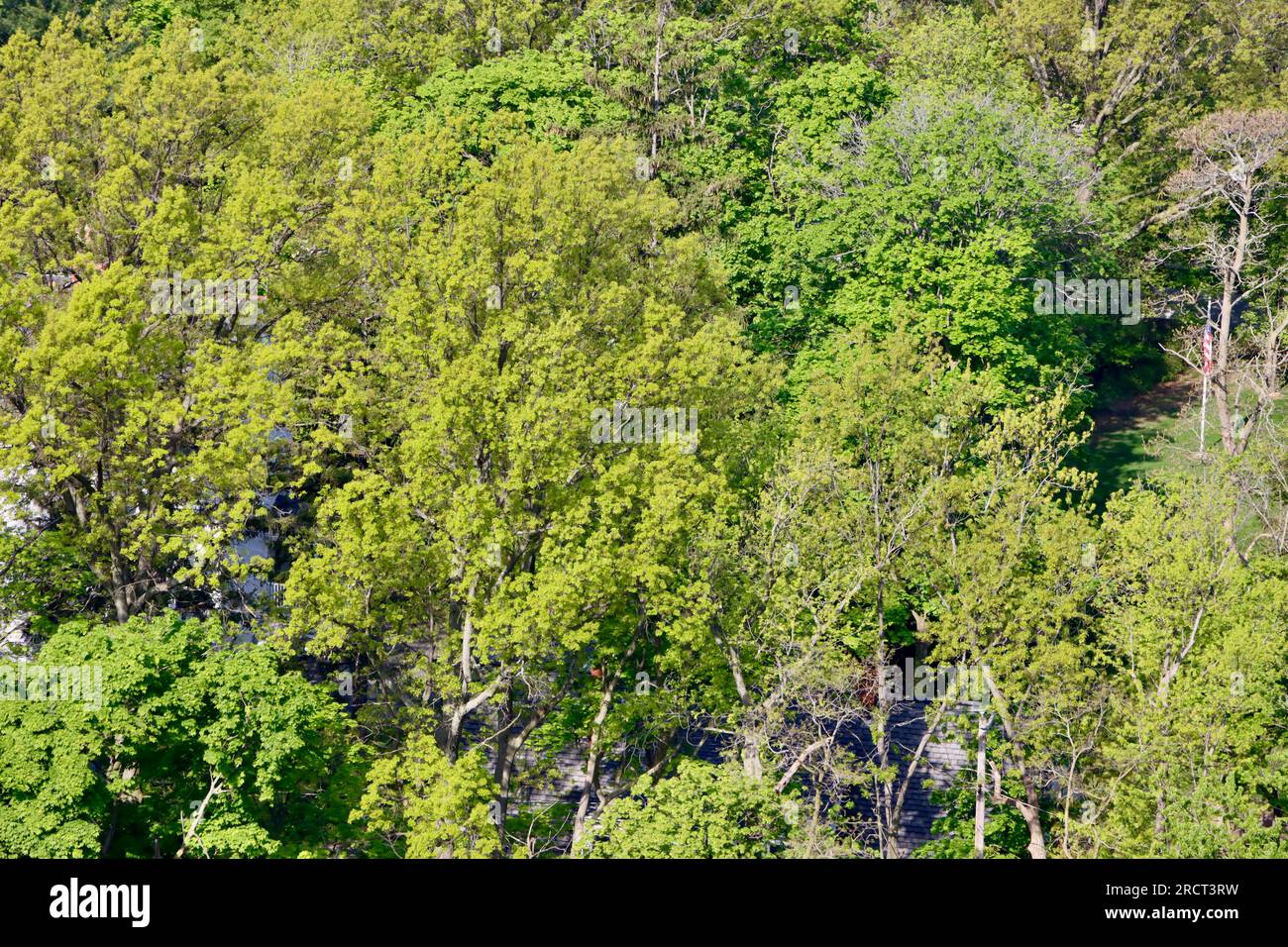 Vista aerea delle cime degli alberi all'inizio della primavera a Lakewood, Ohio Foto Stock