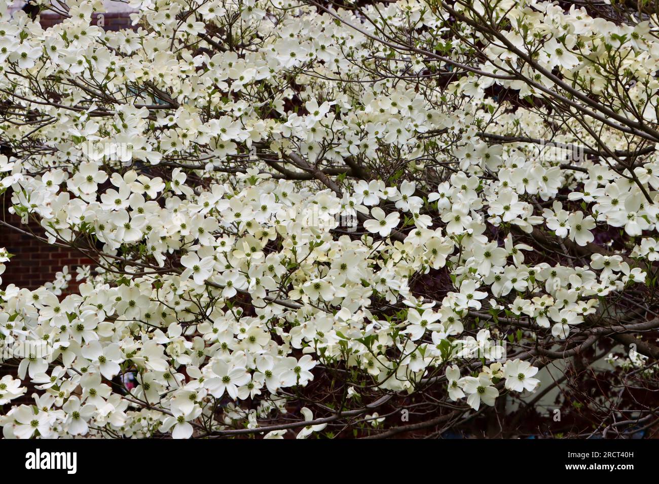 Dogwood, Cornus florida, in piena fioritura a Lakewood, Ohio Foto Stock