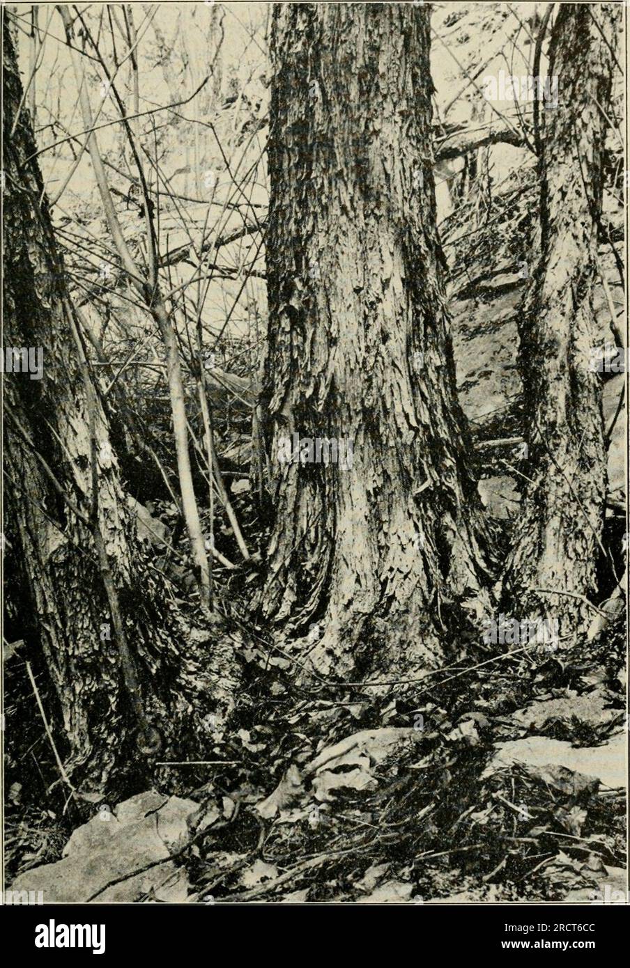 Base di tronchi di grumo di Cotinits (il più grande circa un piede di diametro) sul pendio calcareo di Monte sano vicino a Taylorsville, contea di Madison. 17 marzo 1913. Foto Stock