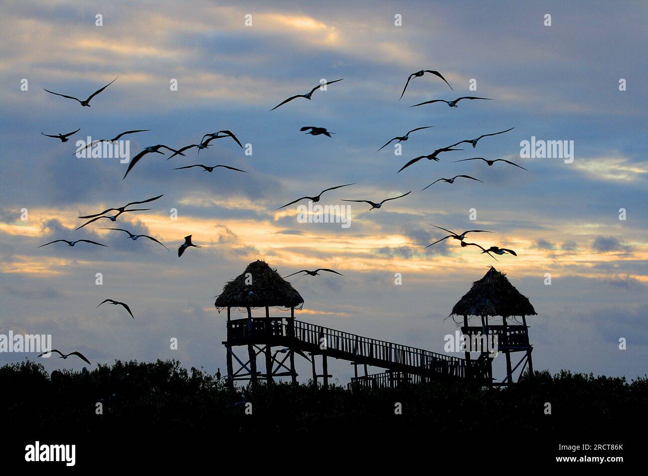 Holbox Island, Lázaro Cárdenas, Quintana, penisola di Yucatán, Messico, Foto Stock