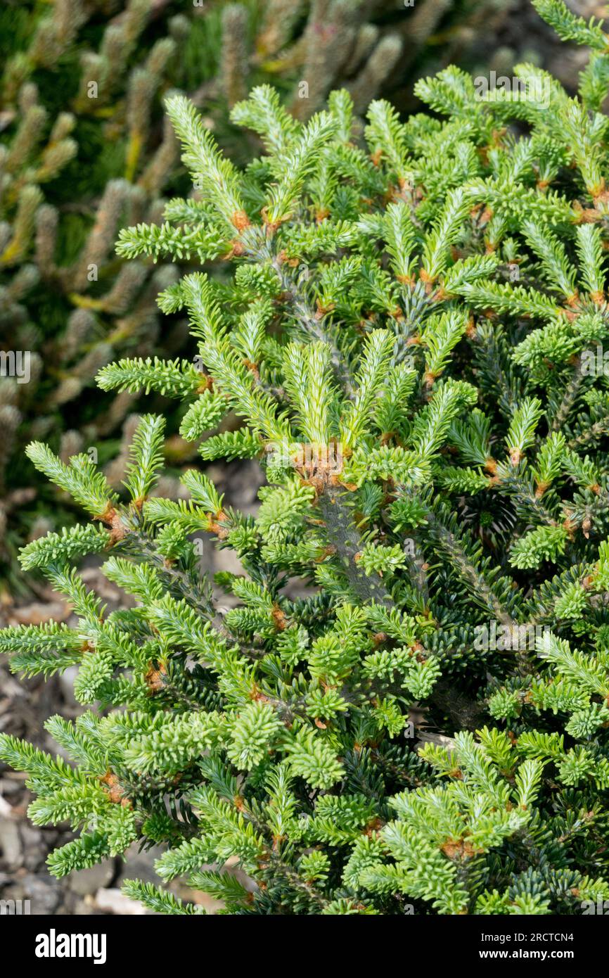 Abies fraseri, Mountain Balsam, Fir Foto Stock