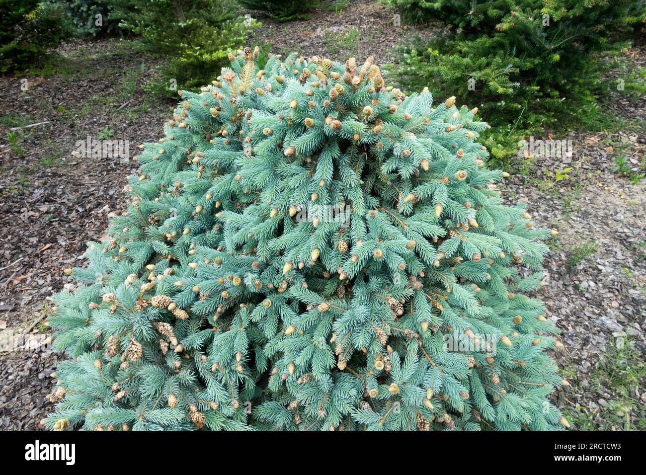 Argento abete rosso, Picea pungens 'Hermann Naue', sferico, forma, Conifer, albero Foto Stock