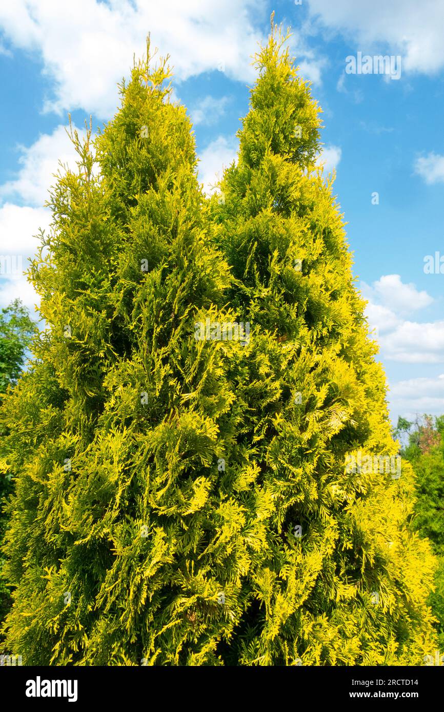 White Cedar, Thuja occidentalis "Jantar New" Foto Stock