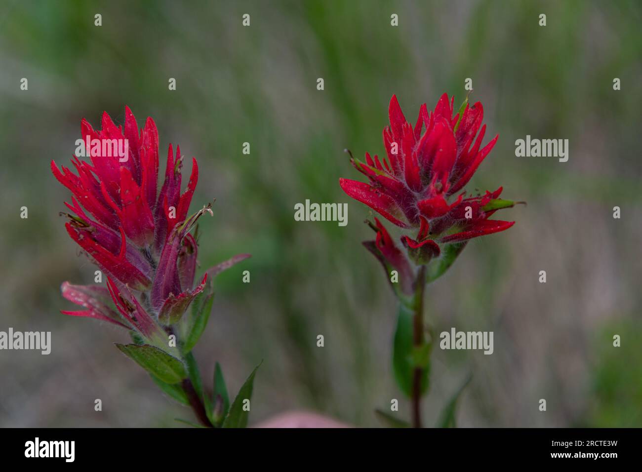 Castilleja, Indian Paintbrush, Prarie Fiori di fuoco osservati nel Banff National Park durante l'estate. Fiori selvatici rossi brillanti in un campo. Foto Stock