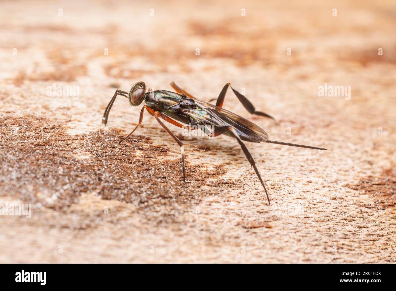 Eupelmid Wasp (Metapelma spectabile) - Female Foto Stock