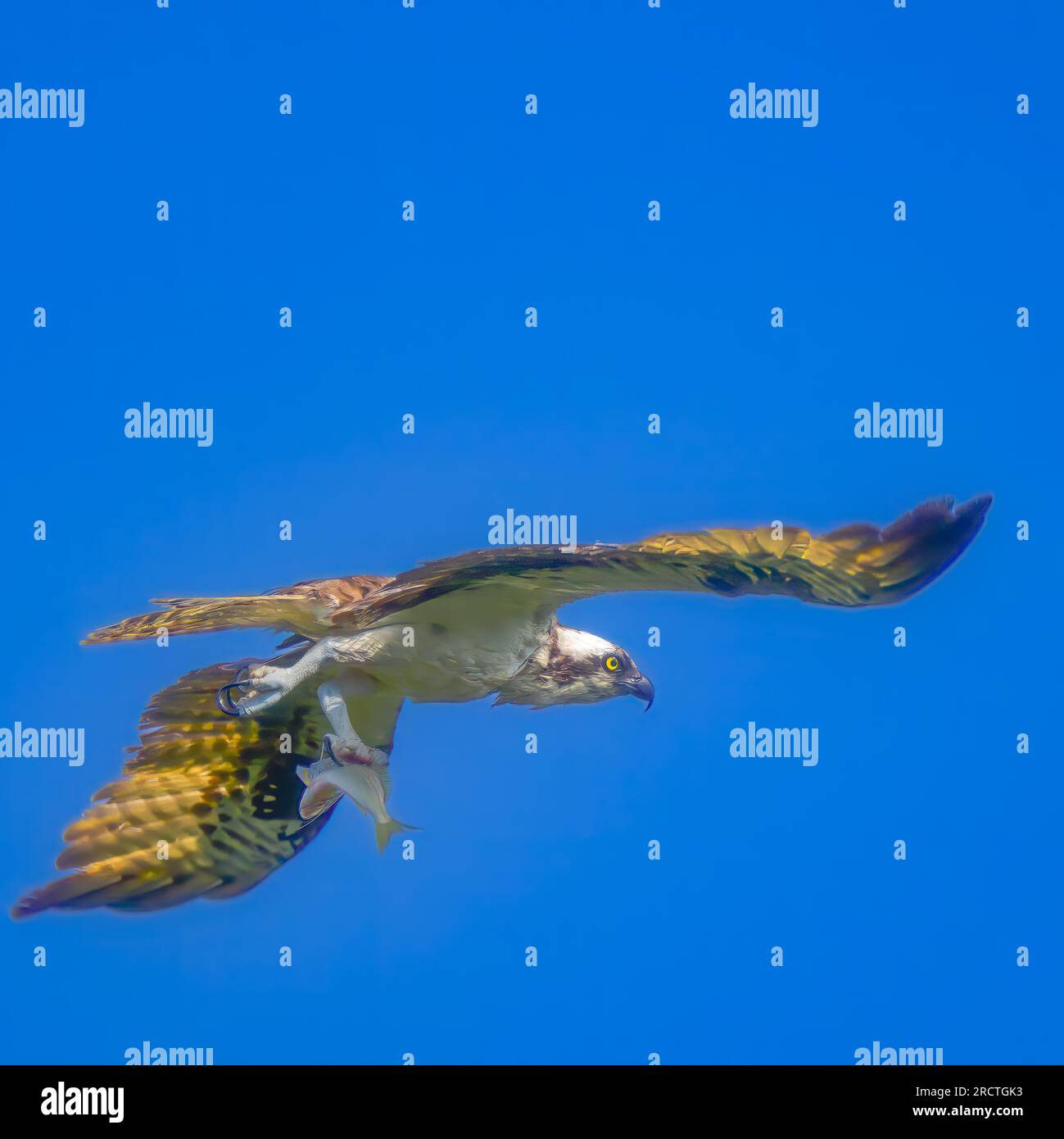 Osprey che vola con i pesci in artiglio Foto Stock