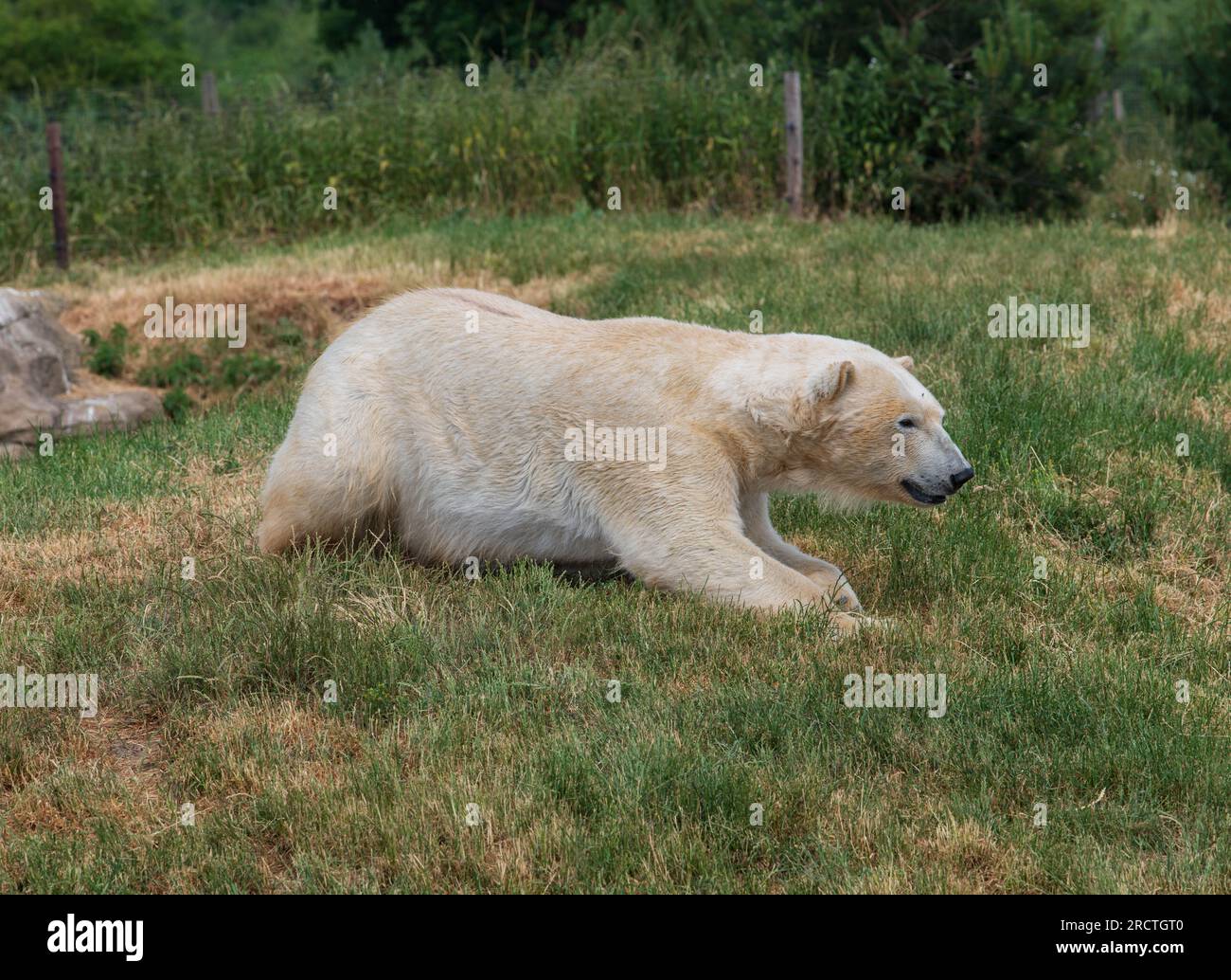 Un orso polare è visto allo Yorkshire Wildlife Park come parte del "progetto Polar". L'unico progetto di conservazione degli orsi polari dell'Inghilterra e il più grande al di fuori di C Foto Stock