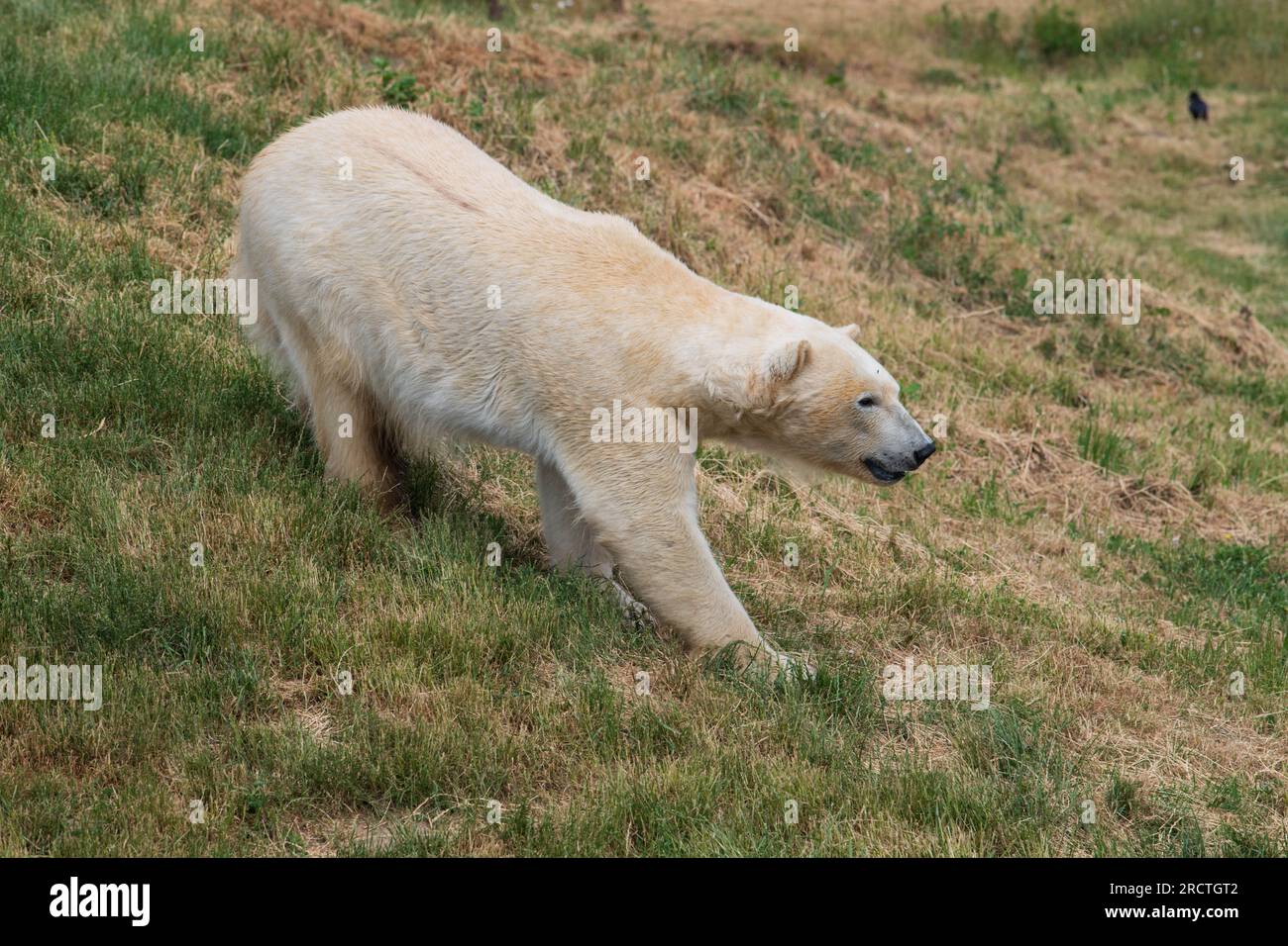 Due orsi polari sono visti allo Yorkshire Wildlife Park come parte del "progetto Polar". L'unico progetto di conservazione degli orsi polari dell'Inghilterra e il più grande all'esterno Foto Stock