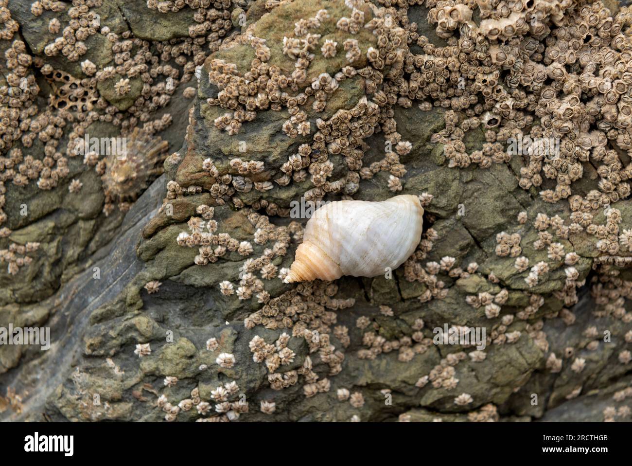 Cucciolo di cane attaccato alla roccia ricoperta di barnaccoli Foto Stock