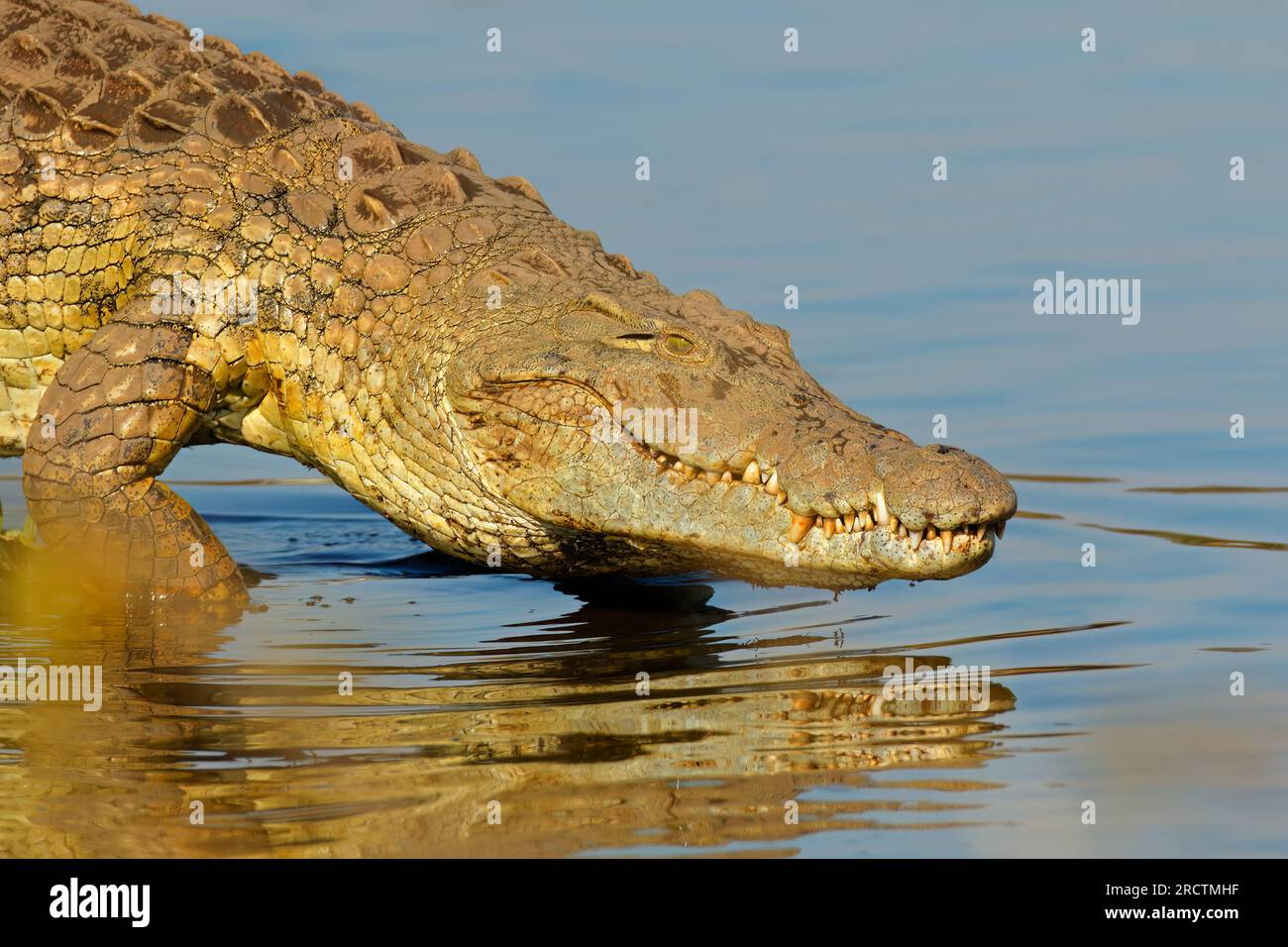 Ritratto di un grande coccodrillo del Nilo (Crocodylus niloticus), Kruger National Park, Sud Africa Foto Stock