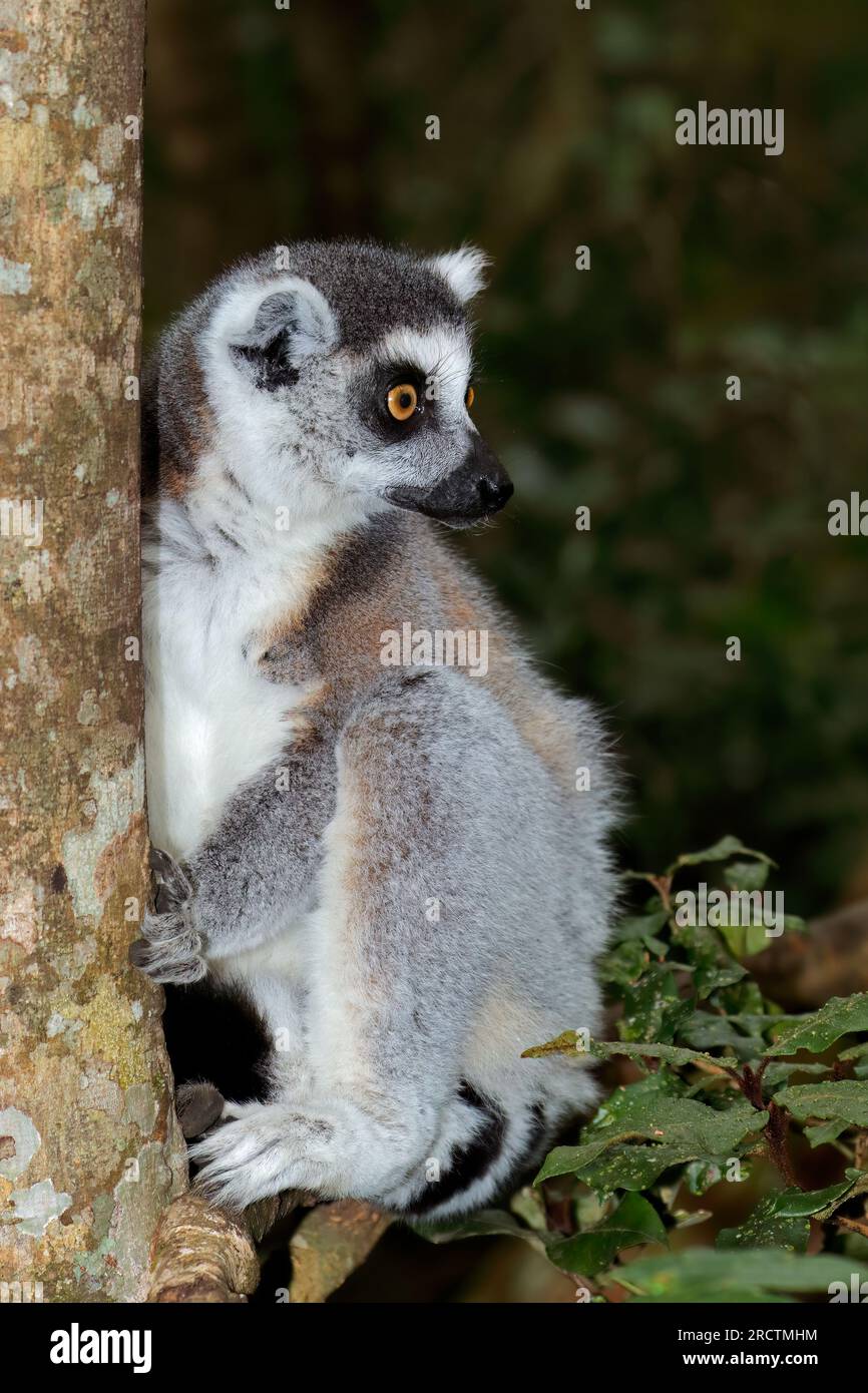 Un lemuro dalla coda tonda (Lemur catta) nell'habitat naturale del Madagascar Foto Stock