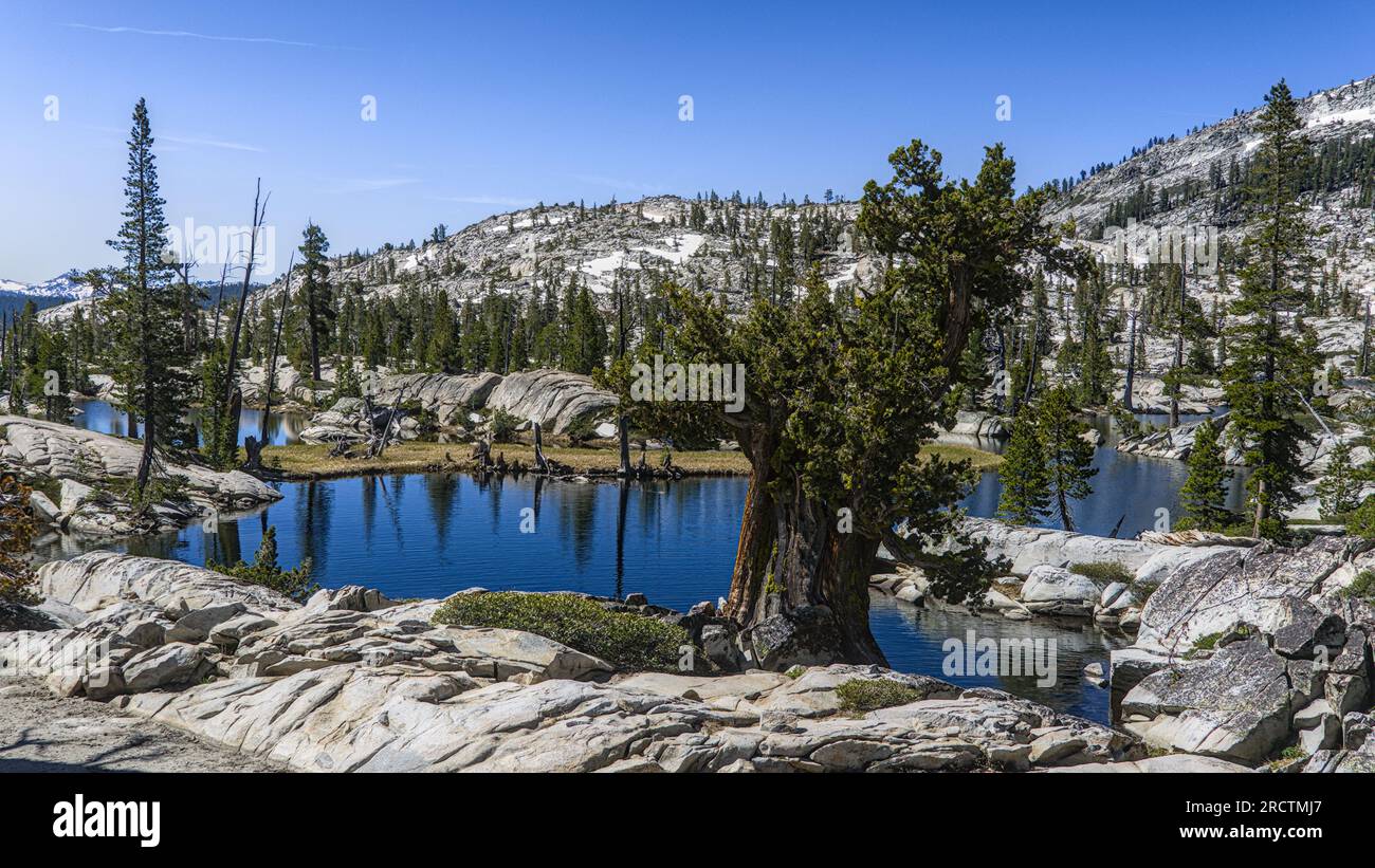 Un grande pino ai margini del lago alpino circondato da montagne di granito. Foto Stock