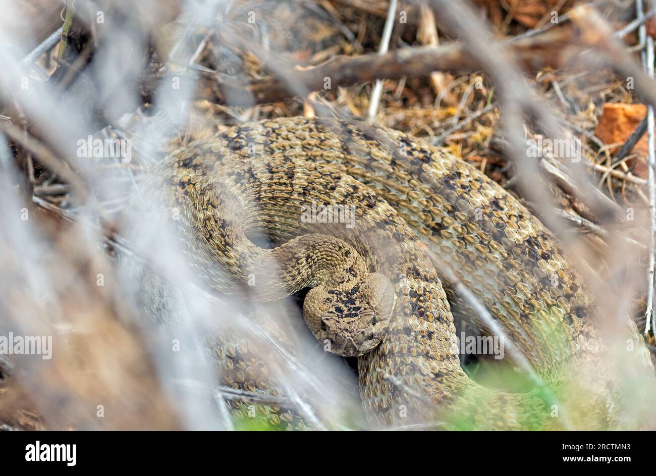 Great Basin Rattelsnake nella Brush Dixie National Forest nello Utah Foto Stock
