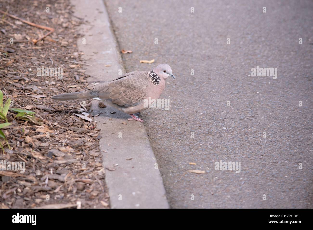 Le uova di tartaruga macchiate sono per lo più marrone chiaro sopra, con i centri più scuri sulle piume della schiena e delle ali Foto Stock