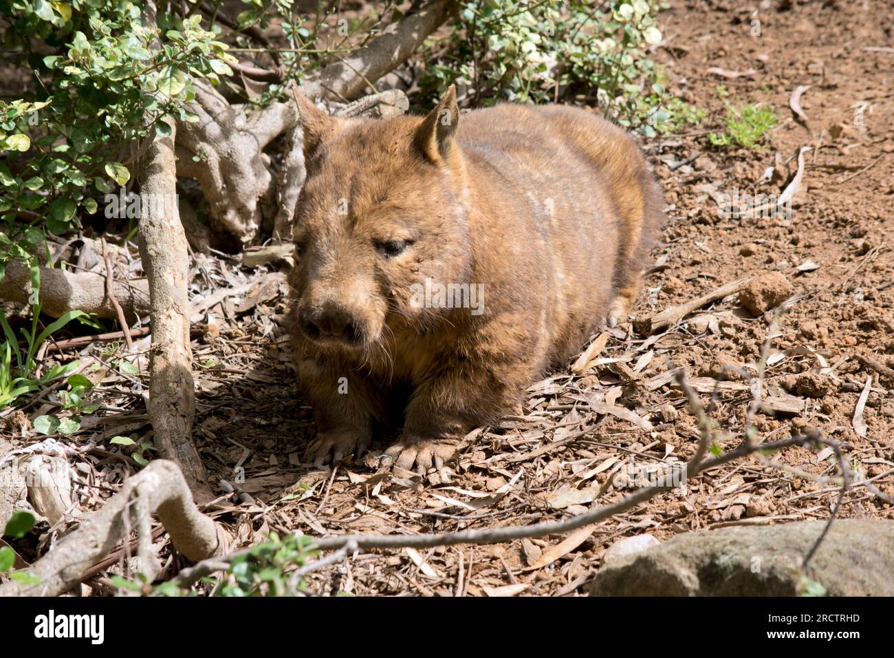 il wombat dal naso peloso sta salendo la collina Foto Stock