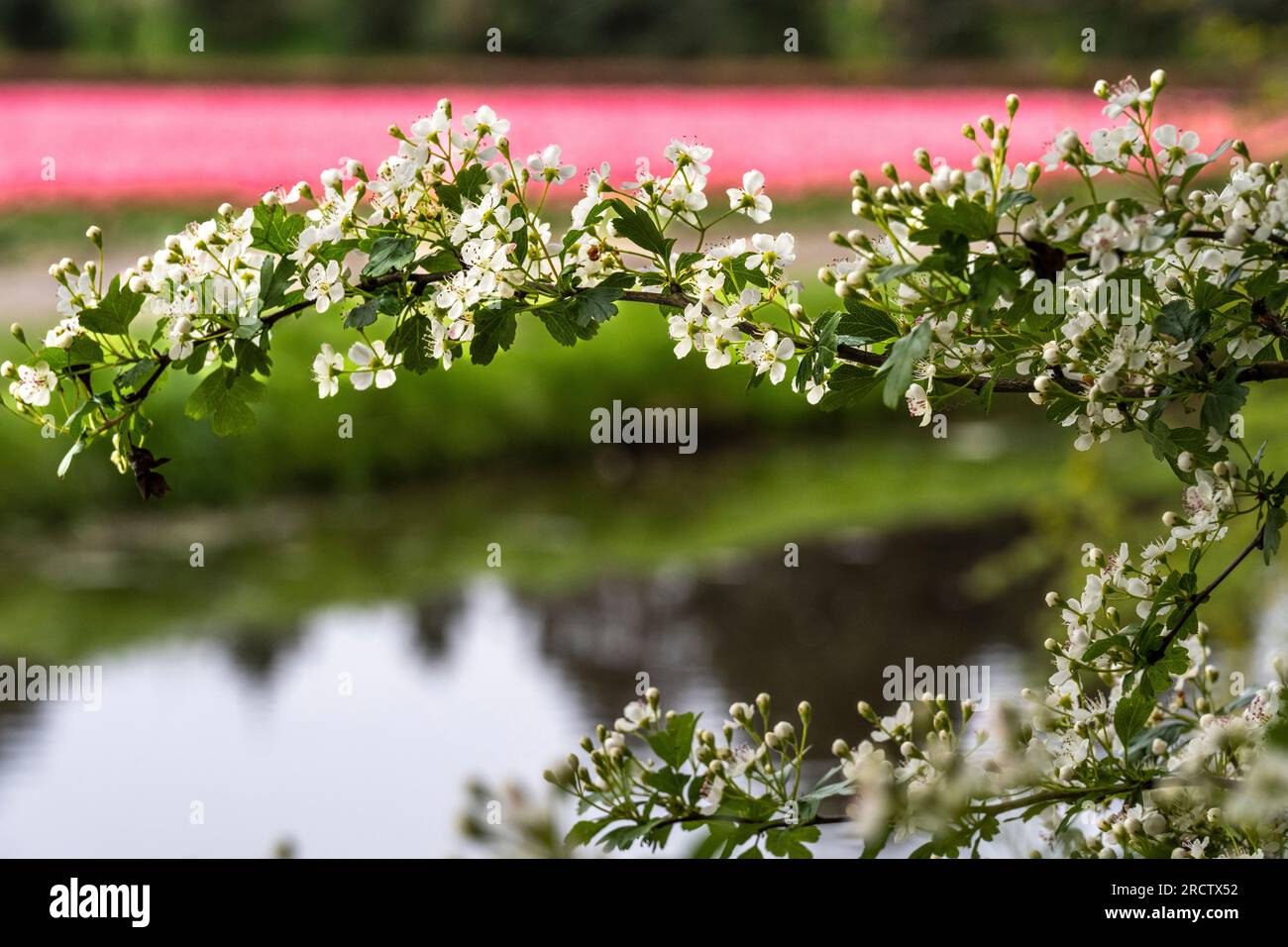ramo d'albero con fiori bianchi con un campo di tulipani rosa e acqua sullo sfondo Foto Stock