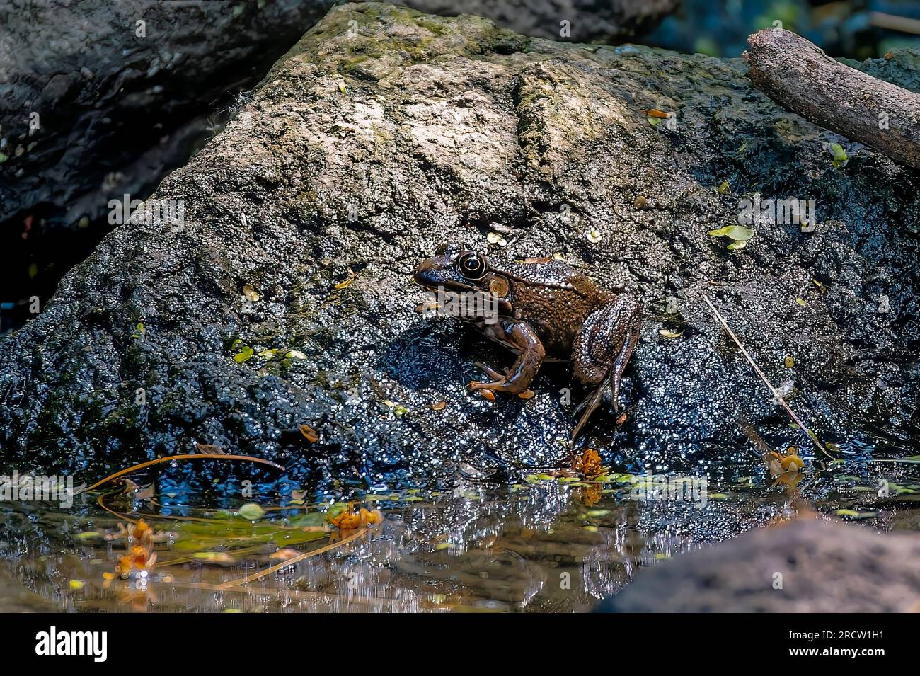 Rana ranide adulta da marrone a bronzo (probabilmente una rana bronzo o una rana verde, Lithobates clamitans) appollaiata su una roccia bagnata e muschiosa vicino all'acqua Foto Stock