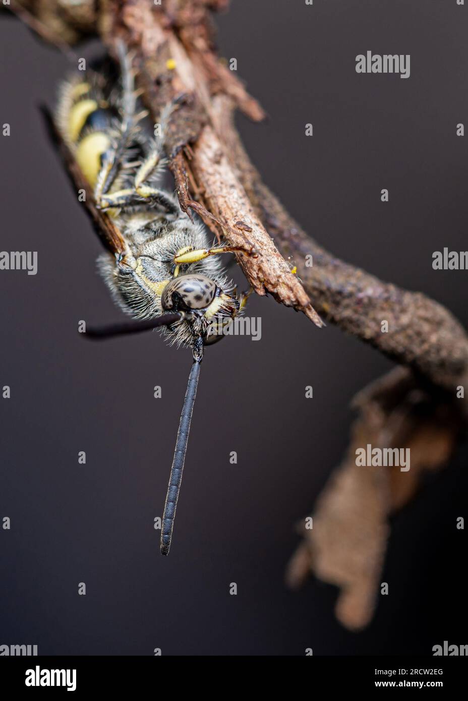 Vespa di Scoliidae, vespa di fiori pelosi gialla che poggia sul ramo, insetto da vicino in natura, fico selettive. Foto Stock