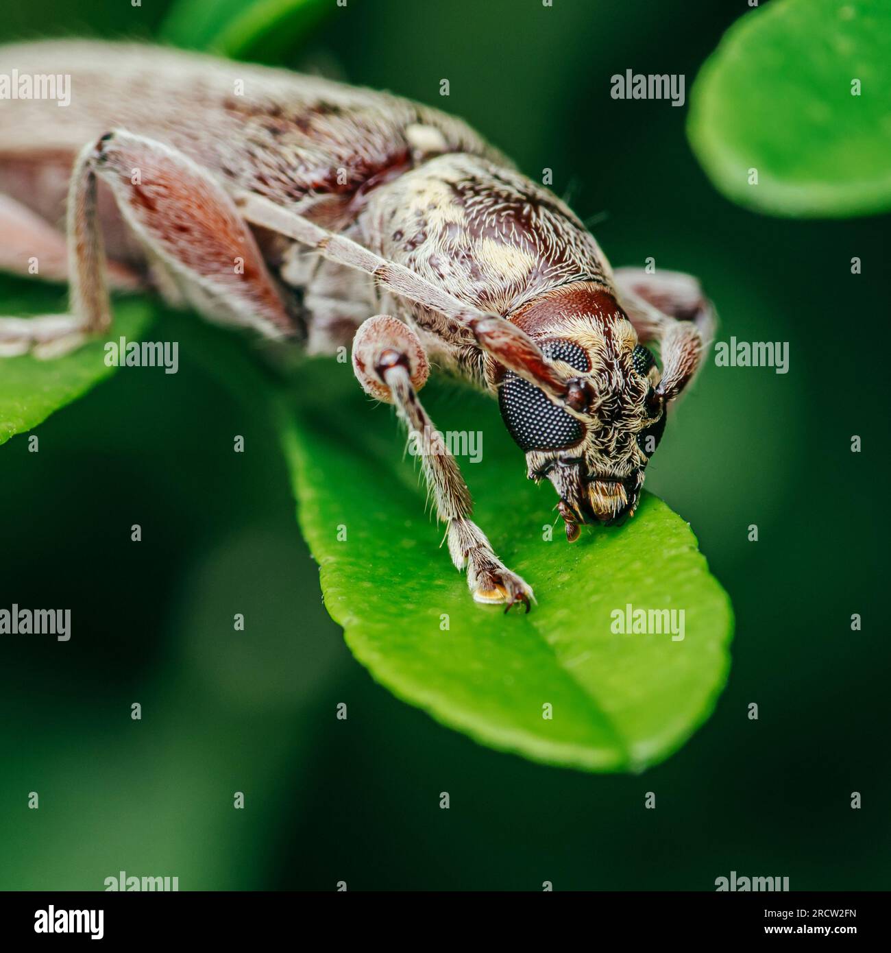 Volto di uno scarabeo longhorn grigio, insetto, scarabeo, su foglia verde, primo piano di insetti e messa a fuoco selettiva. Foto Stock