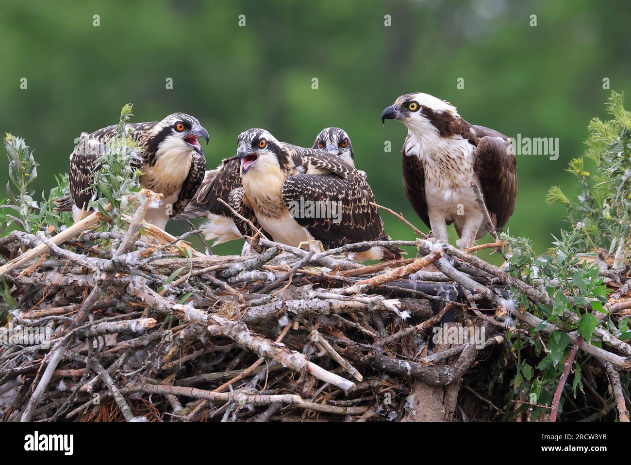 Osprey madre e pulcini nel nido, Ontario, Canada Foto Stock