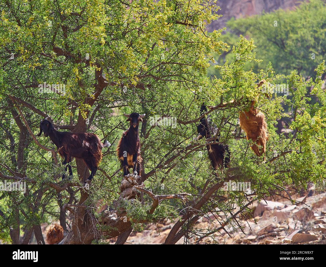 Capre in piedi e arrampicarsi in un albero di olio di argan e nutrirsi dalle foglie nella regione arida e asciutta del Marocco, gli alberi frutta è usato per produrre Foto Stock