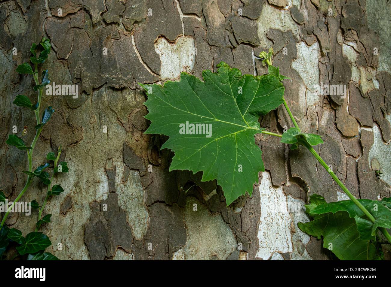 Foglie di albero piano Foto Stock