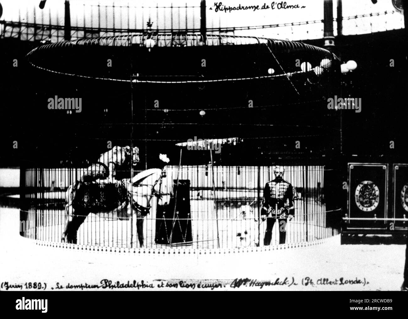 circo, dressage, cavallo con leone sulla schiena, di Wilhelm Philadelphia (1854 - 1921), ULTERIORI-DIRITTI-CLEARANCE-INFO-NOT-AVAILABLE Foto Stock