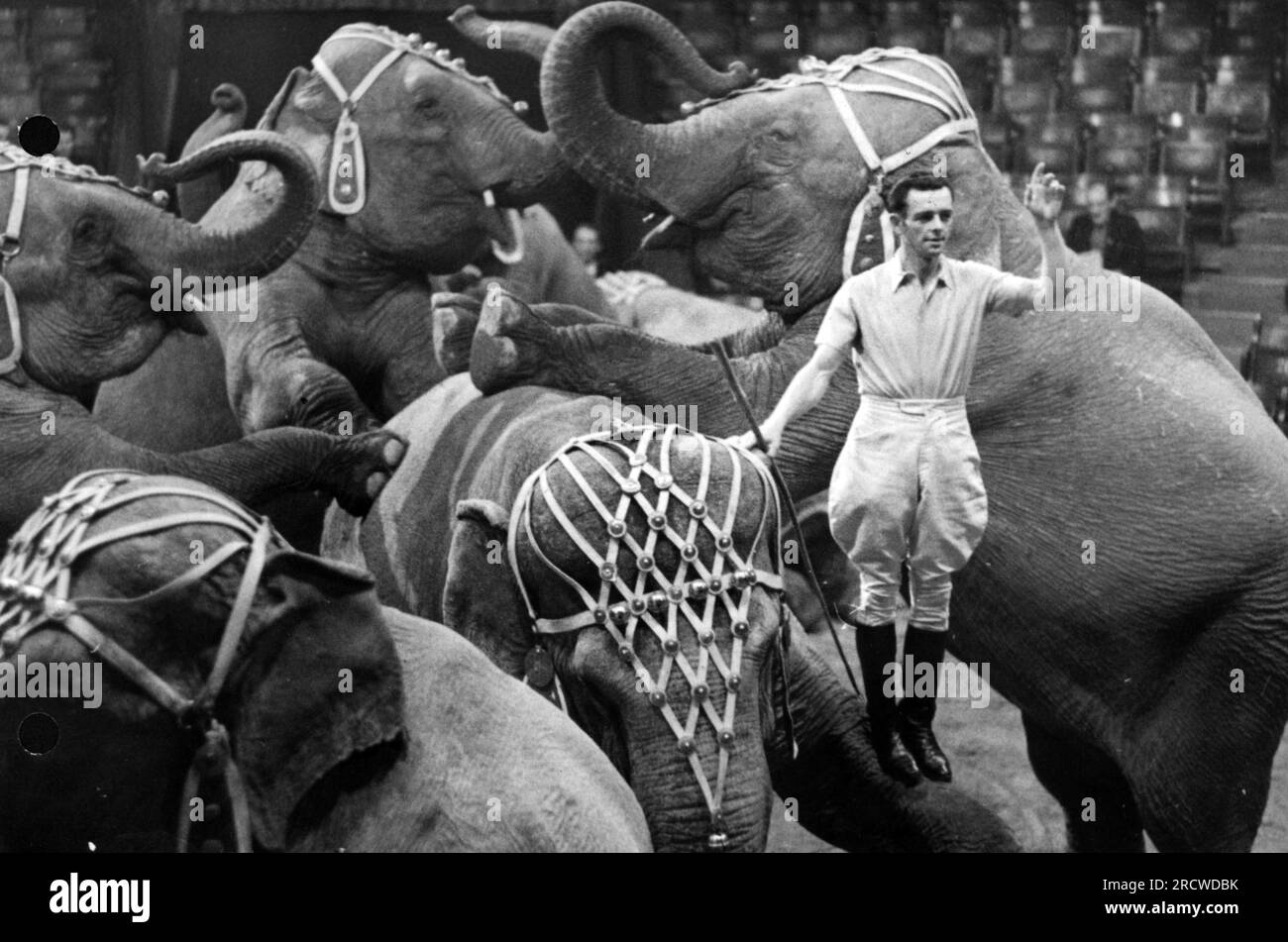 circo, dressage, domatore con elefanti del Circo Hagenbeck, durante l'esibizione degli ospiti, Vienna, 4,2.1941, SOLO EDITORIALE Foto Stock