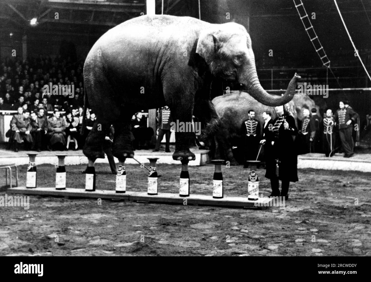 circo, dressage, bilanciamento elefante su bottiglie, anni '1930, DIRITTI AGGIUNTIVI-CLEARANCE-INFO-NOT-AVAILABLE Foto Stock