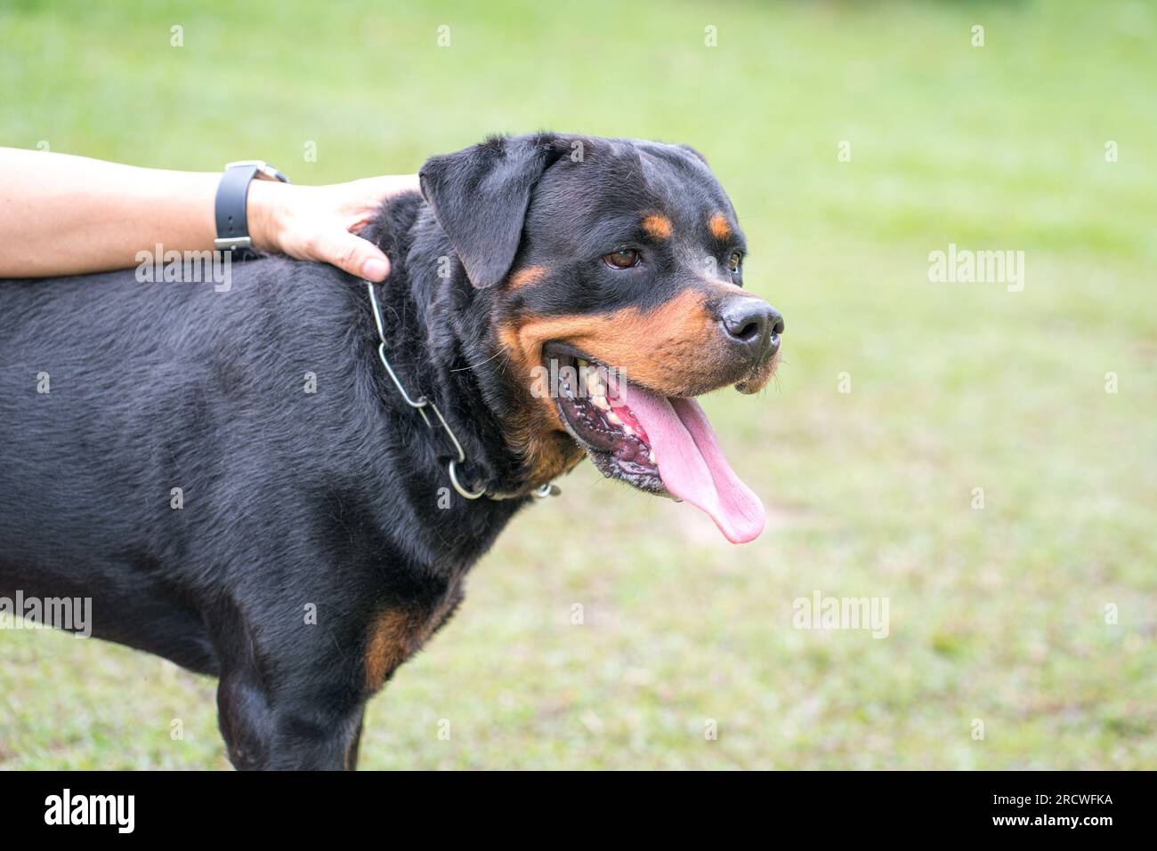Mano che tocca il rottweiler cane. Vista ravvicinata. Copia spazio. Foto Stock