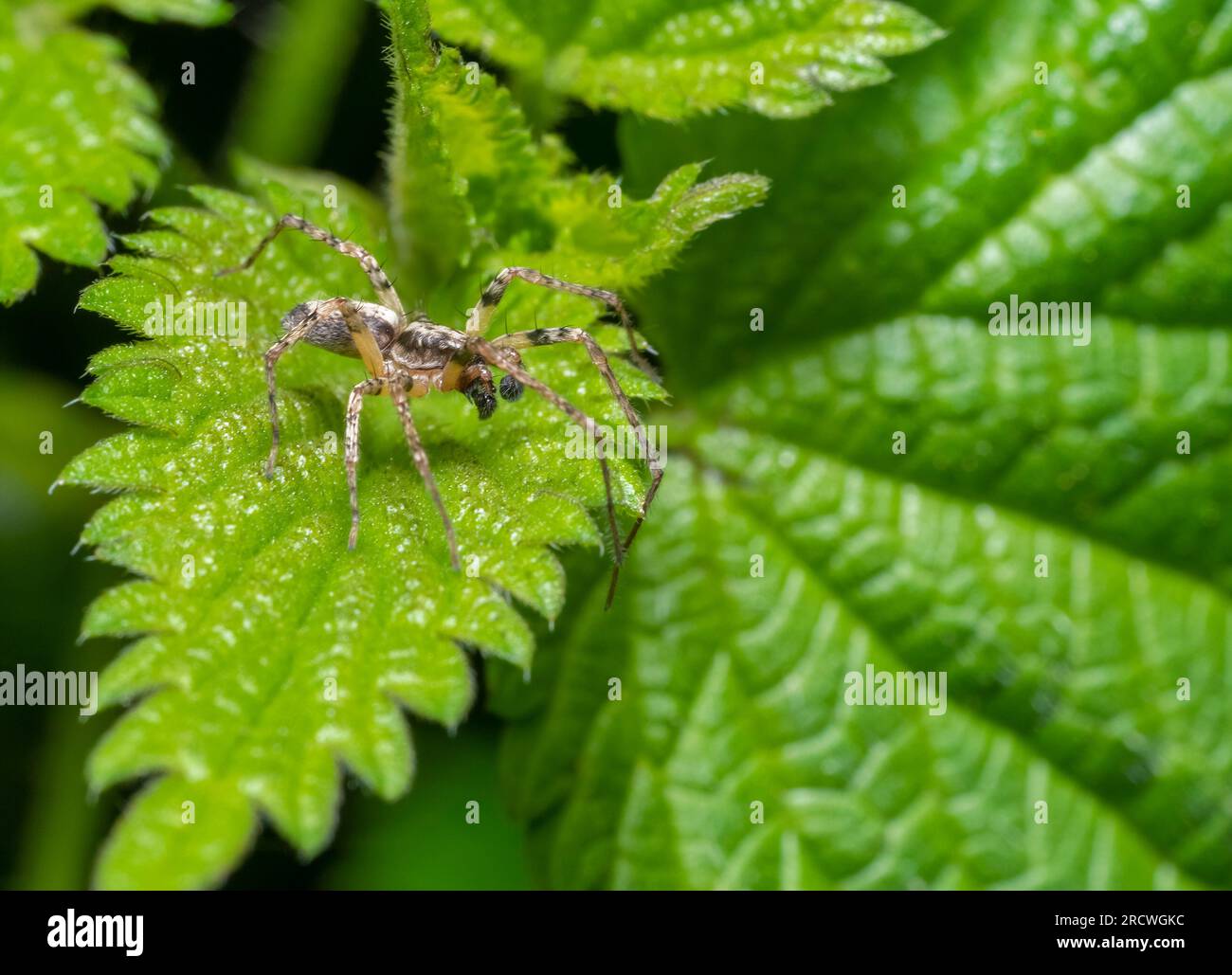 Foto macro con angolo basso di un ragno ronzante su una foglia di ortica pungente Foto Stock