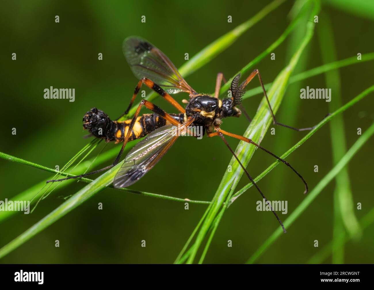 Immagine macro che mostra una gru crestata che vola su tratti verdi Foto Stock